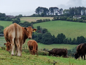 Ierland moet natuurtoets koppelen aan mestderogatie: duizenden Ierse veehouders in zelfde schuitje als Vlaamse