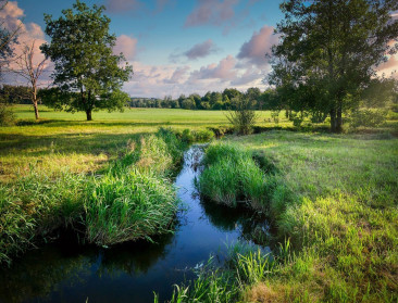 Opinie: "Meer natuur is geen luxe, maar onze beste bescherming tegen hitte"