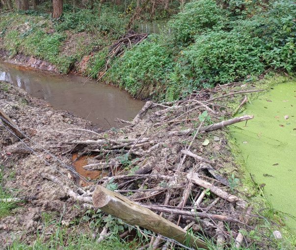 Provincie Antwerpen vraagt meer duidelijkheid rond aanpak van bevers