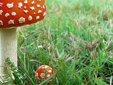 Gespot in de tuin: paddenstoelen (bodemhelden!)