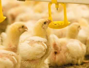 Dreigen pluimveeprijzen in te storten door groeiende productie?