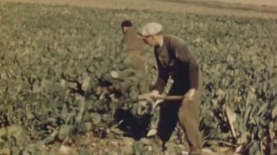 Zien: bieten rooien anno 1945