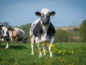 Sterk staan als familiaal bedrijf in de vleesketen: Vlaams Hoeverund bewijst dat het kan