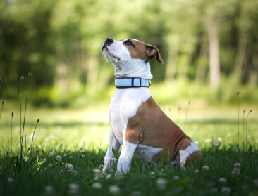 Giftige bloemen en zieke dieren: vlooienmiddel bevat stoffen die allang in landbouw verboden zijn