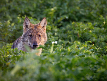 Duitsland lanceert afschotwet voor wolven