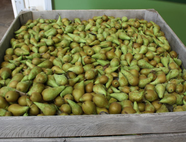 Bijna tien procent minder peren: Kleiner formaat drukt de prijzen
