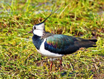 Akkervogels in vrije val: debat over rol van predatie laait op