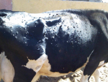 200.000 vaccins tegen lumpy skin disease aangekomen in België