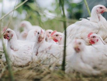 Supermarkten lossen beloftes niet in: pluimveehouders blijven achter met de rekening