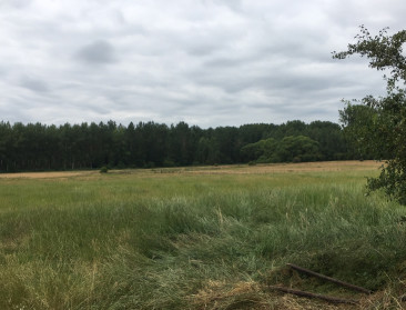 Ontgrassing gaat vier keer zo snel als ontbossing