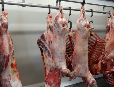 Slachthuis Kortenaken bijna klaar om uit de startblokken te gaan