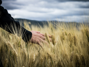 Antwerpen keert vergrijzing en West-Vlaanderen blijft de grootste: zo gaat het met landbouw in uw provincie