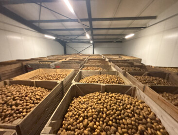 Aardappeltelers en -verwerkers maken afspraken over timing van contractondertekening
