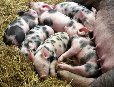 Update van berekeningsmethode doet productie varkensmest dalen