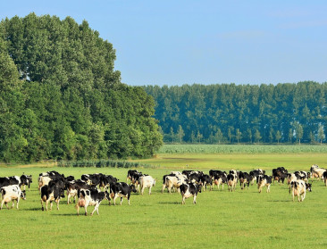 KU Leuven: “Hoogwaardige boerenland-biodiversiteit herstel je enkel met drastische maatregelen”