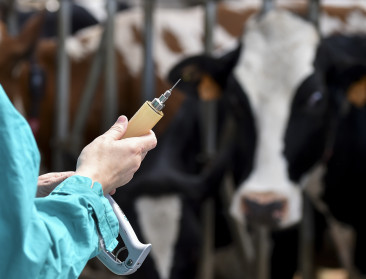 Clarinval anticipeert op uitbraak nodulaire dermatose en legt vaccinvoorraad aan