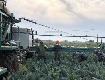 EU-lidstaten steunen versoepelde regels voor nieuwe genomische technieken