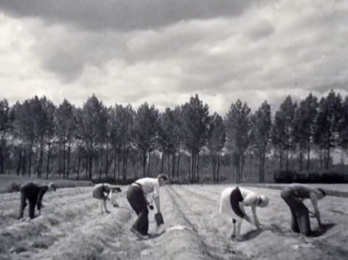 Zien: asperges telen anno 1945