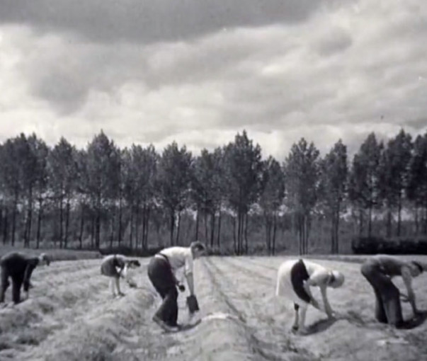 Zien: asperges telen anno 1945
