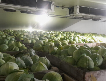 Frigo’s met knolselder, witte en rode kool puilen uit, maar hoop op afzet blijft