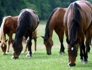 Sector na paardenvleesschandaal: "Paardenvlees is circulair sluitstuk van sport- en hobbypaardenhouderij"