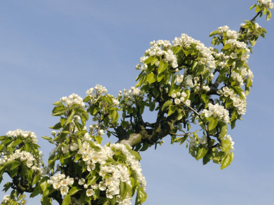 Vraag van de maand: hoe beschermen fruittelers hun bomen tegen vorstschade?