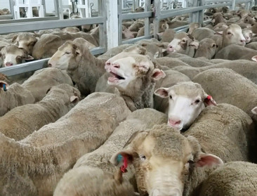 2.000 uitbraken in één maand: blauwtong verspreidt zich exponentieel in Frankrijk