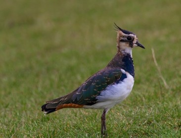 “Afschaffen ecoregeling voorjaarsbraak zet kievit nog meer onder druk”