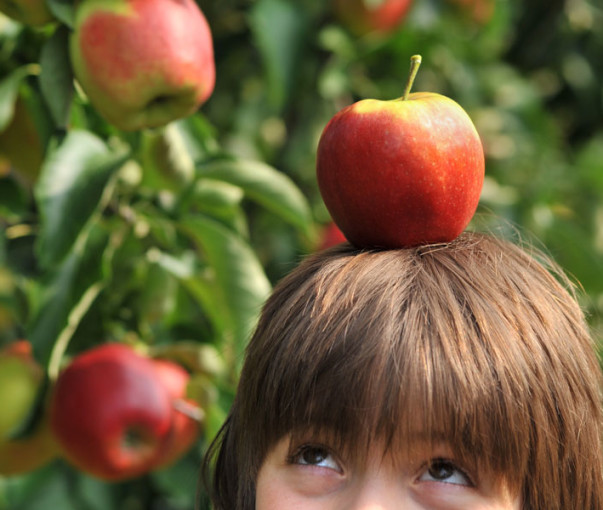 Vraag van de maand: hoe houd je een appel- en perenboom uit elkaar?