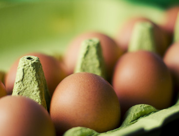 Gerechtelijk onderzoek naar pluimveebedrijf dat mogelijk bewust met salmonella besmette eieren verkocht
