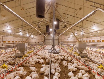 Veehouders op zoek naar toekomst: Hoe aantrekkelijk is de pluimveesector?