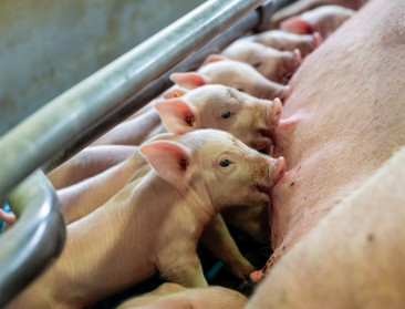 Nieuw virus nu ook aangetoond op Vlaams varkensbedrijf