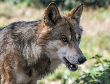 Petitie tegen wolf die alweer pony's en geiten doodbijt, Welkom Wolf! organiseert 'wolvensafari'