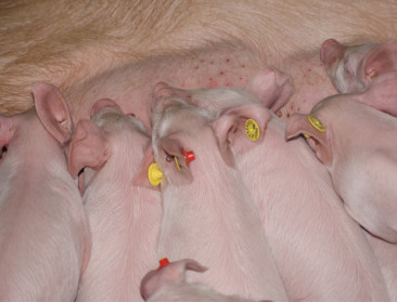 Nieuwe sectorbarometers houden vinger aan pols bij melkvee en varkens