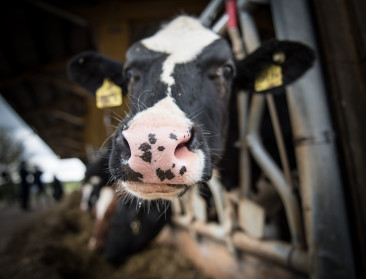 Rundveehouders krijgen uitstel voor melding van 5%-maatregel, maar uitvoeringsdeadline blijft