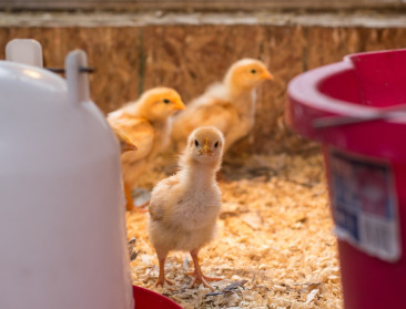 FACTCHECK: Schakelen West-Vlaamse boeren massaal over op kippenkweek?