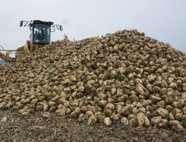 Weer een grote Europese suikerfabriek dicht