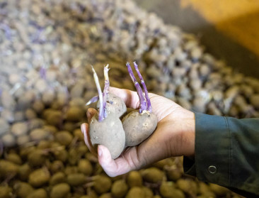 Veel vrije aardappelen dreigen niet meer verwerkt te raken: "Geen crisis, wel nood aan herpositionering"
