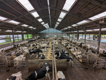 Nieuwe WUR-studie sluit aan bij eerdere ILVO-bevinding: ammoniakuitstoot melkkoeien ligt hoger dan gedacht