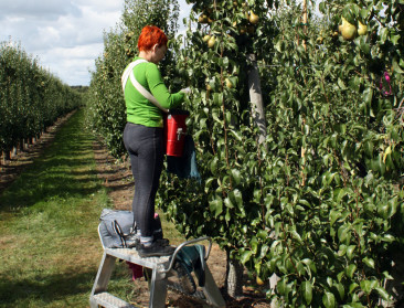 Flexi-jobs binnenkort ook mogelijk in de landbouw?