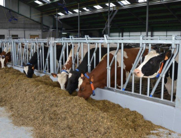 Meer dan gras en maïs: vruchtwisseling versterkt melkveebedrijven