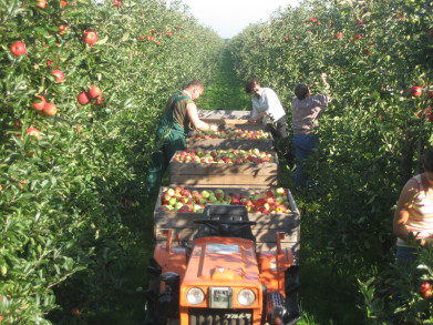 Gespot tijdens de appelpluk: seizoenarbeiders