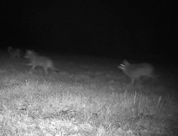 VIDEO. Zeven wolven in Limburg: Loos pleit voor snelheidsbeperking om aanrijding te voorkomen