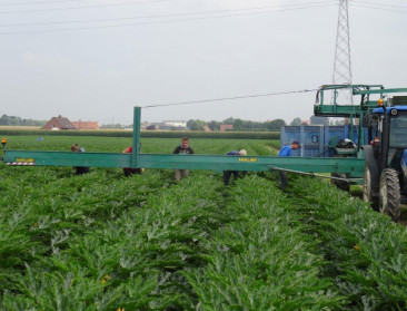 Belgische en Franse telers strijden samen voor betere prijzen in de industriële groenteteelt