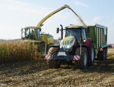 Regen eerder nadeel dan zegen voor de maïsteelt