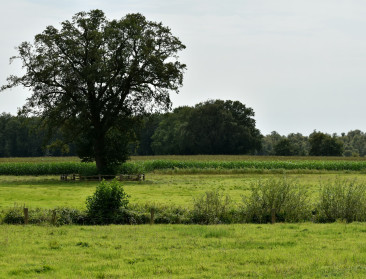 Raad van State geeft Dryade gelijk over stikstof in steenfabriek-arrest, mogelijk precedent