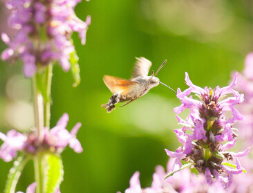 Het voordeel van ‘Agriwilding’: “Landbouw en biodiversiteit hoeven elkaar niet uit te sluiten”