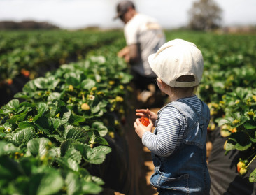 Na heisa in de media: “Verboden pesticiden” op aardbeien wel degelijk legaal