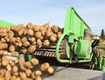 Boerenbond waarschuwt telers voor het storten van aardappelen op akkers