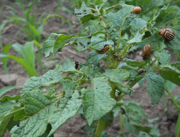 Natuurverenigingen naar rechter tegen biotechnologisch insecticide Calantha